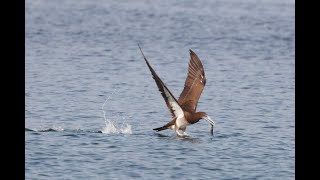 高屏溪的白腹鰹鳥Sula leucogaster （2020 04 16） [upl. by Adnilemreh]