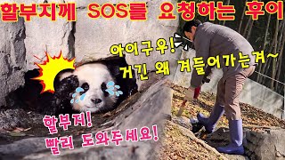 세상에나💥😱후이바오 는 동굴 안으로 들어가다가 갇혔다💥할부지께 SOS를 요청하는후이🆘송바오님가 걱정하면서 뛰어나와 구해줬어요🤣ㅋㅋㅋ [upl. by Aekahs260]