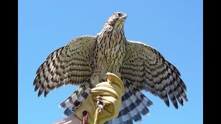 Coopers hawks in falconry [upl. by Skvorak629]