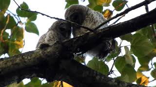 Baby owls bite each other cuddle and clean each others feet [upl. by Cofsky]