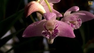 Easy Orchids Dendrobium kingianum culture with Blooms and why this Orchid grows Keikis [upl. by Notsrik]