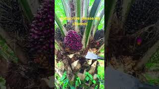 Palm oil fruit harvesting httpsyoutubecomcultivation1siHTiVQkwULBjrvwJl [upl. by Tsui]