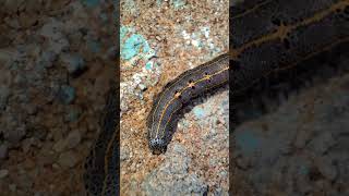 Striped armyworm  spodoptera ornithogalli animalia shorts ytshorts 😱 [upl. by Eldred]