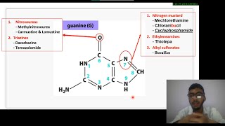 8 Medicinal Chemistry of Antineoplastic drugs  ALKYLATING AGENTS شرح بالعربي [upl. by Suidaht869]