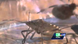 Smelly bugs invade Sacramento [upl. by Ridglea881]