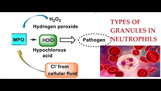 L25 Function of Myeloperoxidase Granules in Neutrophils [upl. by Kate532]