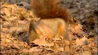 Nain rouge une vie décureuil  Documentaire animalier [upl. by Hocker8]