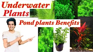 Best Pond Plants To Reduce Algae and Clear Green Water  Underwater Plants  Plants Benefits [upl. by Nido]