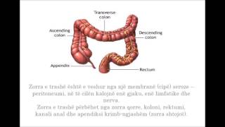 Sistemi Tretës te njeriu Projekt për Shkollën e Mesme [upl. by Yatnuhs125]