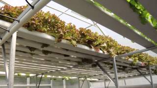 Hydroponic Farming [upl. by Jazmin]