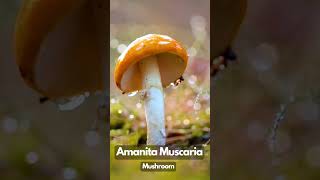 Amanita Muscaria Mushroom mushroom nature [upl. by Eened696]