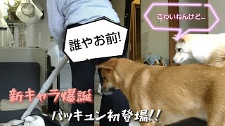 【犬アテレコ、関西弁】掃除機と犬は友達になれるのか？ [upl. by Sucramraj]