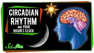 Circadian Rhythm and Your Brains Clock [upl. by Whitver]