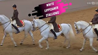 Spanish Riding School Grand Finale  White Lippizaner Stallions [upl. by Youngman972]