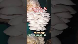 Oyester mushroom farming mushroomfarming paddystrawmushroom buttenmushroom [upl. by Conney802]