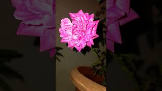 nightflower terracegarden subscribe like [upl. by Schick]