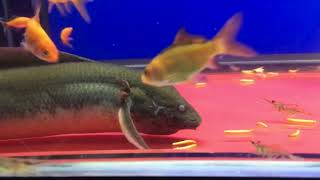 African Gilled Lungfish Protopterus Amphibius [upl. by Nauquf]