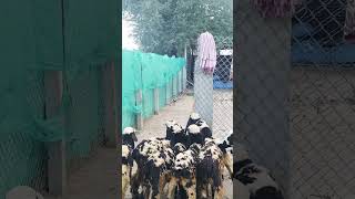 Macherla pottelu kids available93930 39856marketbusinesssheepfarmingfeed [upl. by Vitale]