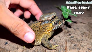 Funny frog video try not to laugh  frogs compilation funny  frog jumping video funny  funny frogs [upl. by Ecinahs]