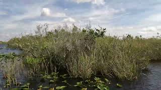 Everglades Airboat Ride [upl. by Cleti445]