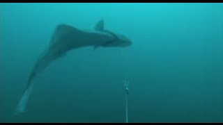 GoPro Halibut Fishing [upl. by Cherian]