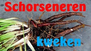 Schorseneren kweken [upl. by Emina]