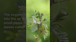 How do Plants Make Oxygen [upl. by Ecyar]