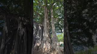 Beautiful banyan tree at Waikiki in Honolulu [upl. by Namyh]