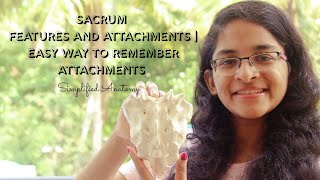 SACRUM  FEATURES AND ATTACHMENTS  ANATOMY  SIMPLIFIED ✔ [upl. by Tlihcox208]