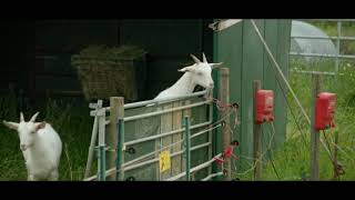 Clarksons Farm  Goats VS Electric Fence [upl. by Ailaroc]