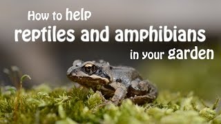 The Wildlife Garden Project  How to help reptiles and amphibians in your garden [upl. by Okram692]