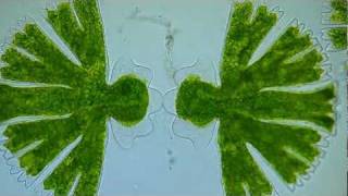 Time lapse Video  Binary Fission of Micrasterias Algae 2 [upl. by Torre167]