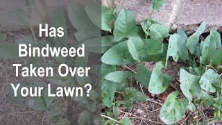 How To Control Bindweed in a Lawn Without Chemicals Learn How Improper Watering Promotes Bindweed [upl. by Aninnaig]