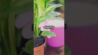 STOP Killing Your Plants When You Repot Them [upl. by Aiva849]