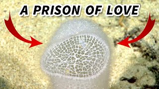 Glass Sponge Facts a LOVE PRISON  Animal Fact Files [upl. by Ahsimac]