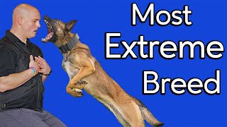 What Makes a Malinois [upl. by Airan]