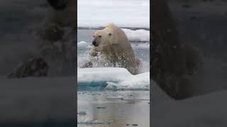 Polar Bear hunts Seal in the North Pole  Animal Flights [upl. by Latrell]