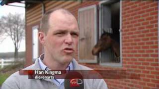 Veel paarden in Drenthe te dik [upl. by Tumer447]