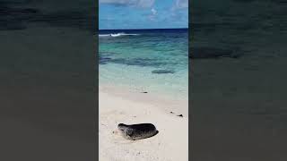 Monk seals on Laysan Island in the middle of the Pacific marinebiology conservation wildlife [upl. by Adnawot215]