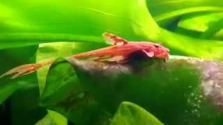 Сом лорикария красная Red Lizard loricaria продажа оптом [upl. by Yenmor423]