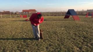 Obuka psa poslusnost Lagotto Romagnolo puppy obedience training [upl. by Arlynne]