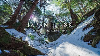 Japan in 8K Winter in Yakushima [upl. by Cirdes]