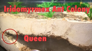 Update Of My Iridomyrmex Ant Colony [upl. by Lig392]