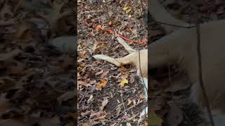 Dachshund buck recovery  Dachshund bloodtracking deerhunting whitetailbucks [upl. by Laefar854]