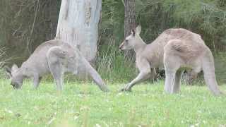 Australian Wildlife Courting Kangaroos [upl. by Stafani499]