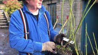 Garden Diaries 7Dogwoods Coloured stemmed cornus pruning Top amp bottom [upl. by Loats]