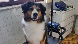 Grooming Bernese Mountain Dog mix [upl. by Solberg]