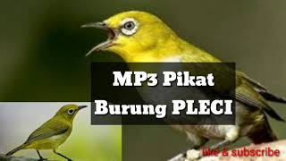 Ampuh Mp3 Pikat Burung Pleci Alam Liar [upl. by Victoir]