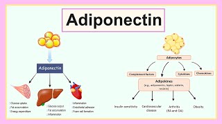 adiponectin [upl. by Eirb756]