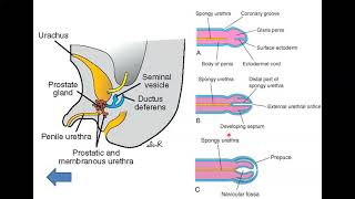 Development of the Urethra  Dr Ahmed Farid [upl. by Airdnahc437]